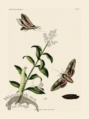 Wilkes Butterflies 024